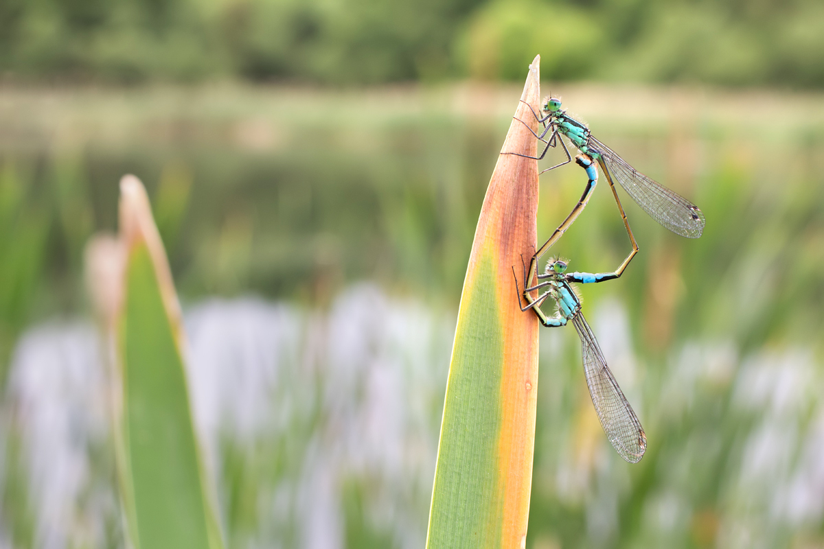 Blue-Tailed Damselflies mating 7